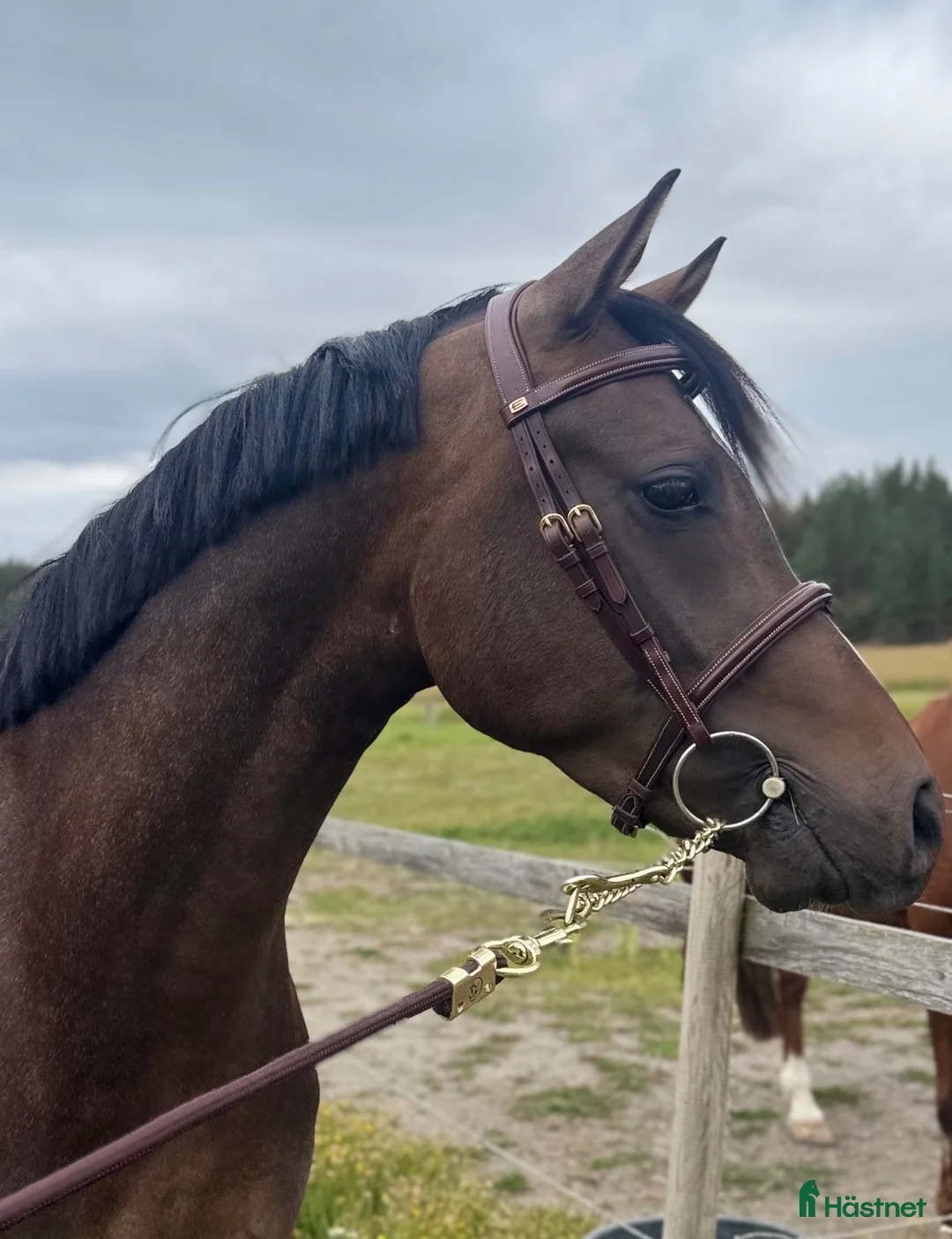 Hoppning hästar till salu: 3åring exceptionell stam & stor framtidspotential  - Annons 1