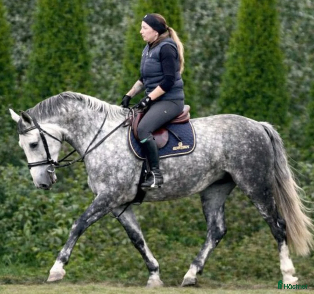 Allround hästar till salu: Incredible looking Allrounder for New Year - Annons 1