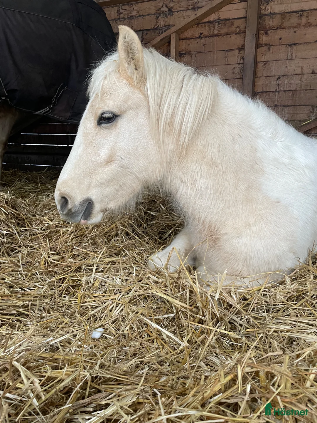 Allround hästar till salu: Fantastisk ponny med rätt inställning  - Annons 1