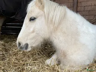 hästar Fantastisk ponny med rätt inställning - Annons 4