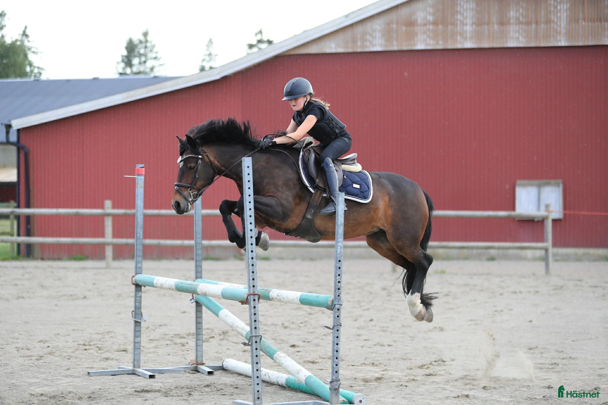 hästar En fantastisk första tävlingsponny!! - Annons 12
