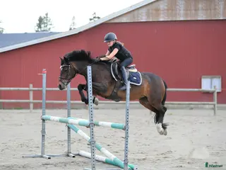 hästar En fantastisk första tävlingsponny!! - Annons 14