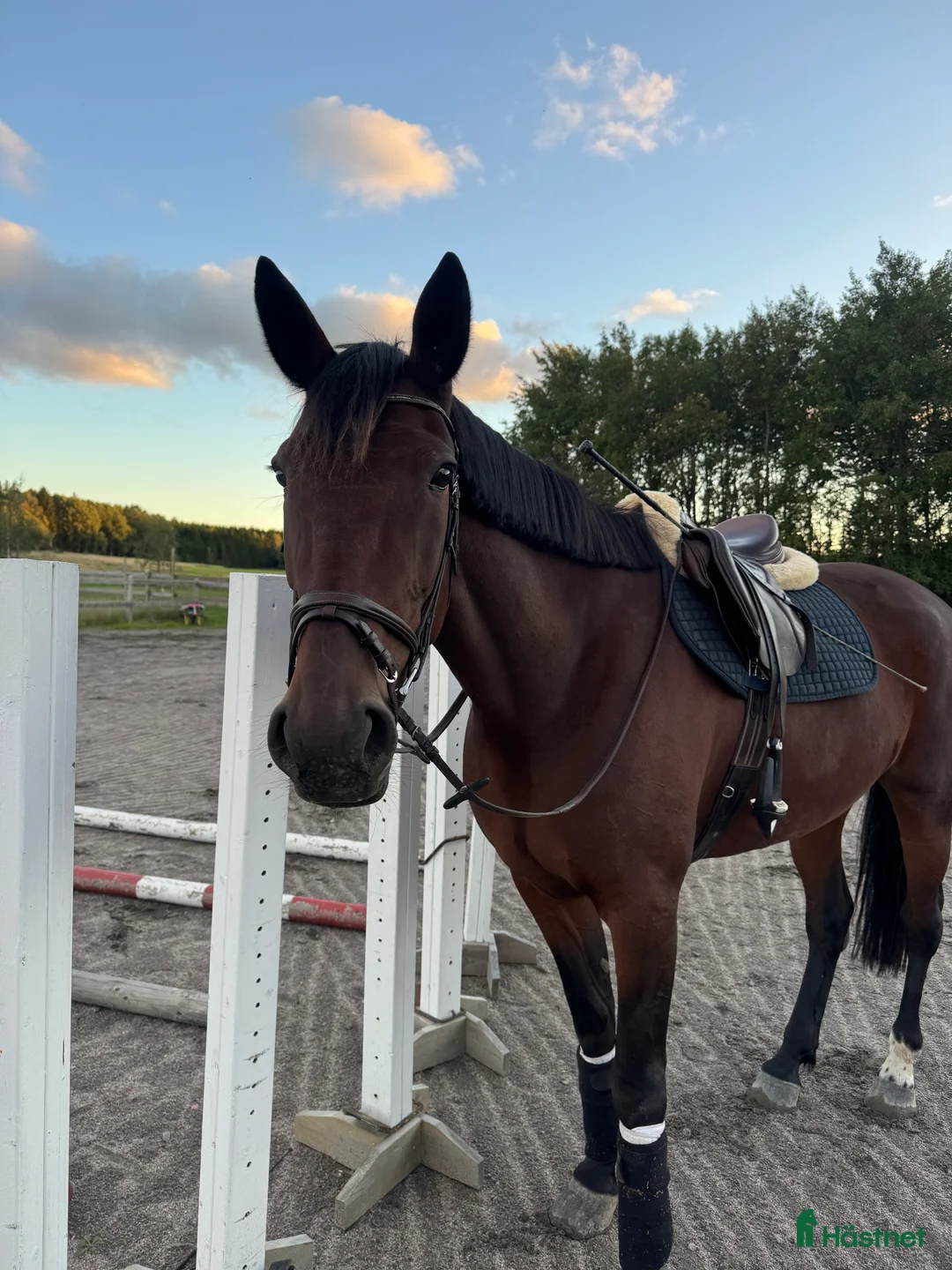 Allround hästar till salu: Sto med mycket personlighet  i Lidköping - Annons 1