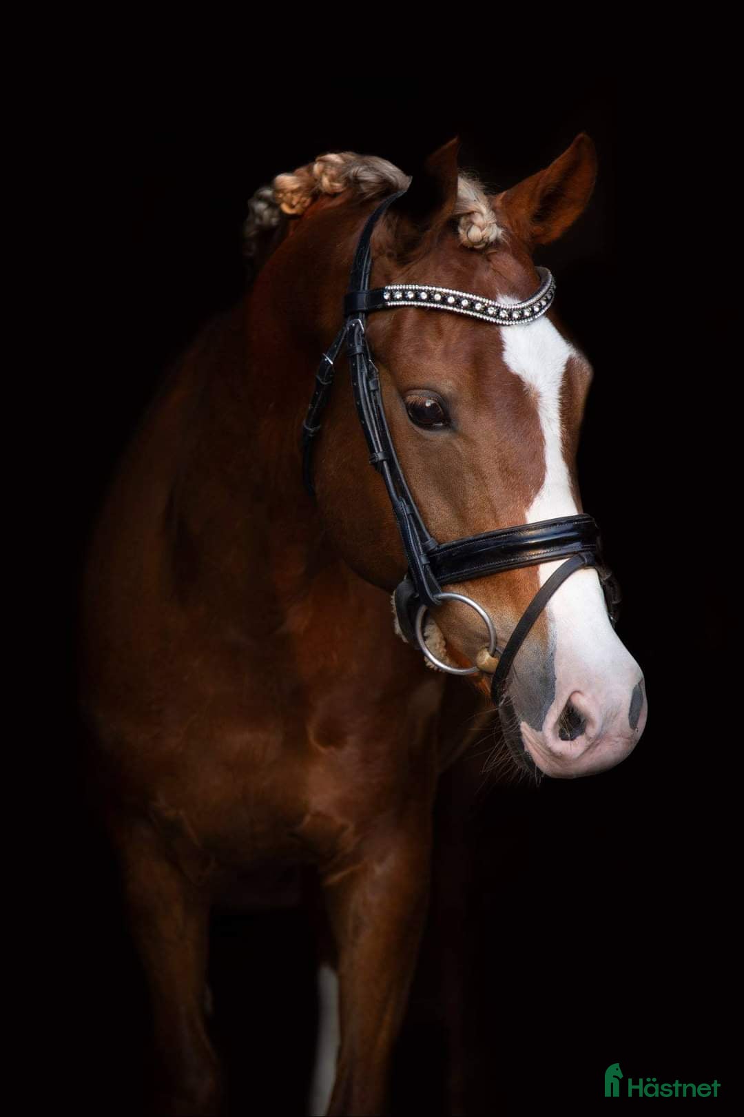  hästar FEI-ponny  - Annons 2