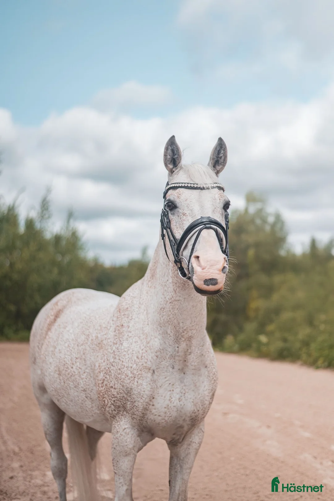 Dressyr hästar till salu: FEI DRESSAGE SCHOOLMASTER PONY for sale - Annons 2