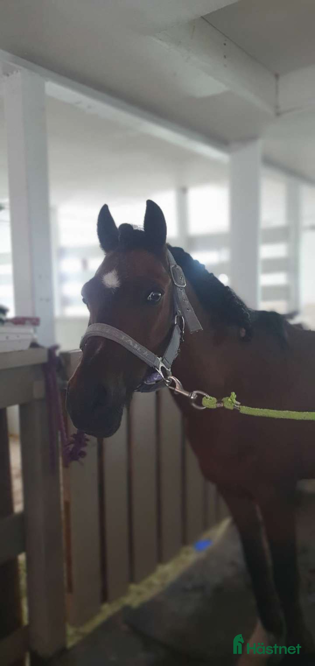 Allround hästar till salu: Träningskompis i Falun - Annons 3