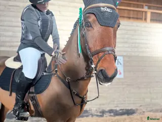 hästar Allroundponny - Annons 2