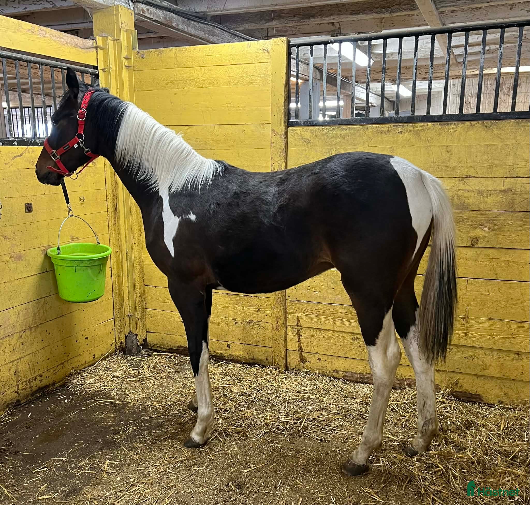  hästar Fälttävlansämne e.Sir Statham - Annons 1