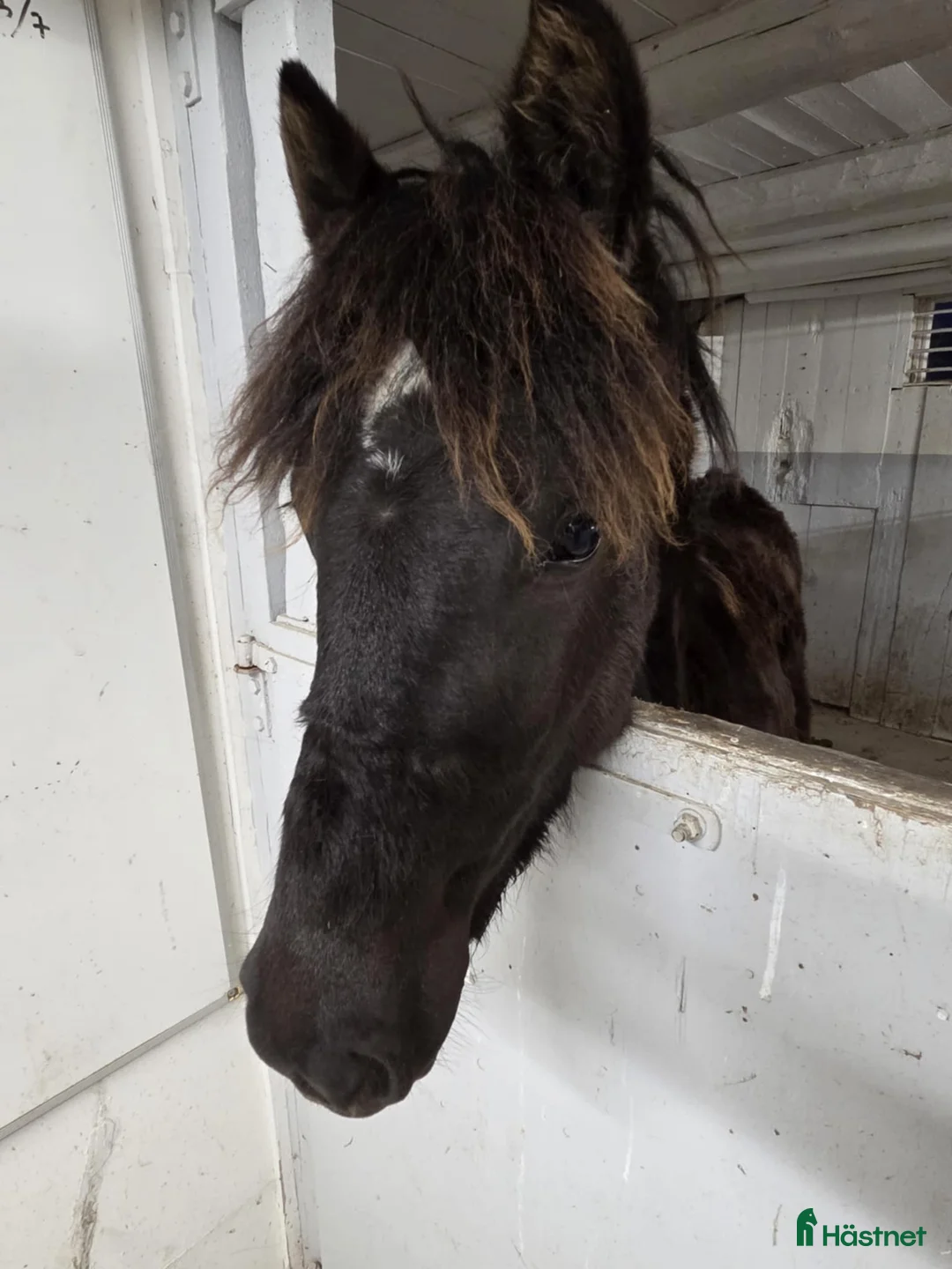 Trav hästar till salu: TrollStina 1 år - Annons 3