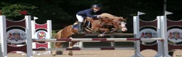 Hoppning hästar till salu: Welsh pony for sport - Annons 14