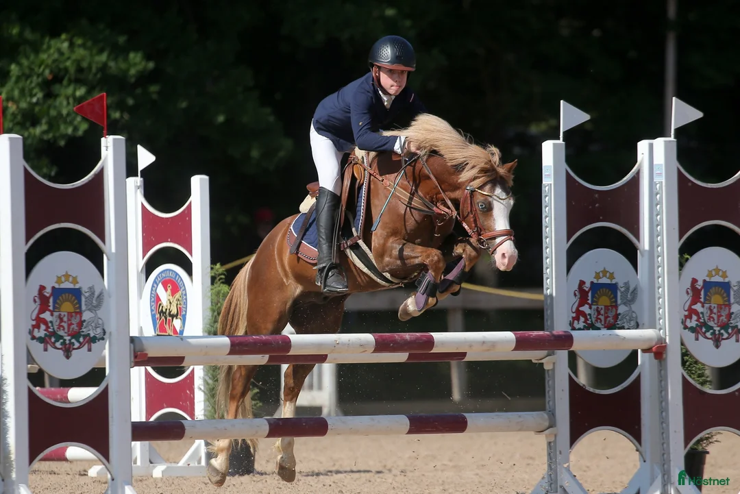Hoppning hästar till salu: Welsh pony for sport - Annons 14