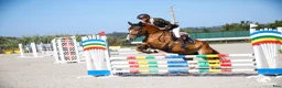  medryttarhäst finnes: Intelligent Lusitano/Breton sto är utråkad - Annons 3