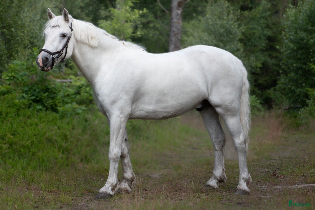 Hoppning hästar till salu: Pigg och framåt D-ponny i Forsheda - Annons 4