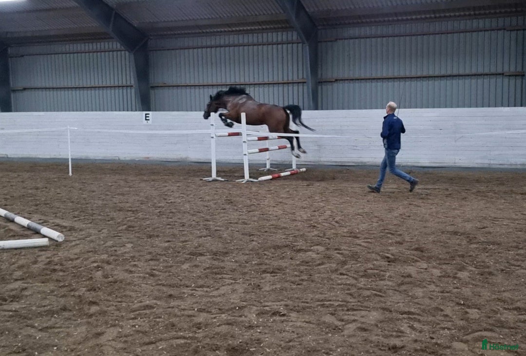 Hoppning hästar till salu: Grön unghäst med stort potential! i Skummeslövsstrand - Annons 2