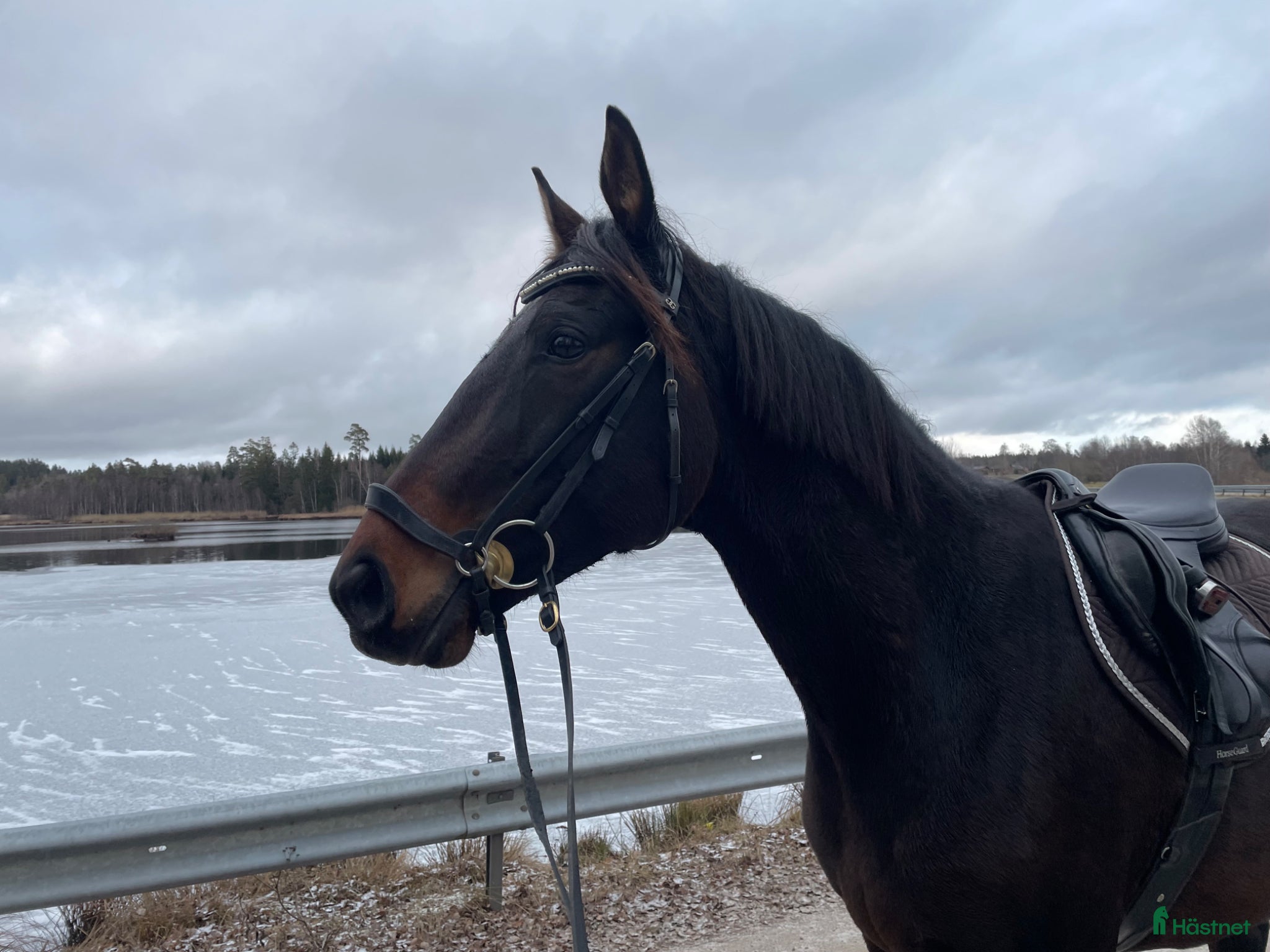  medryttarhäst finnes: Medryttare för lugna uteritter - Annons 1