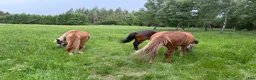  stallplats finnes: Lösdrift till islandshäst finnes!  - Annons 15