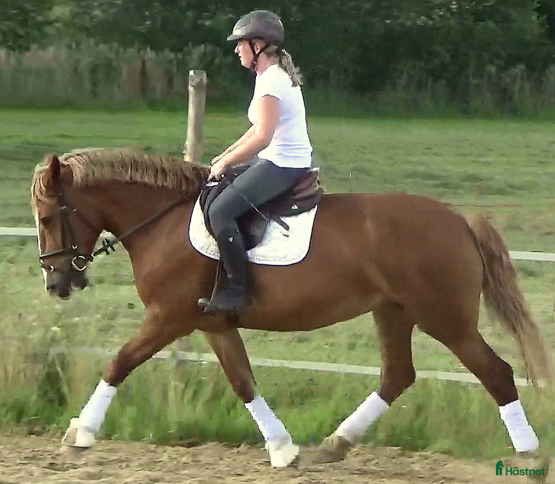 Allround hästar till salu: Fantastic bombproof Princess i Örsundsbro - Annons 10