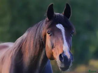 hästar !!intresse koll!! i Mora - Annons 2