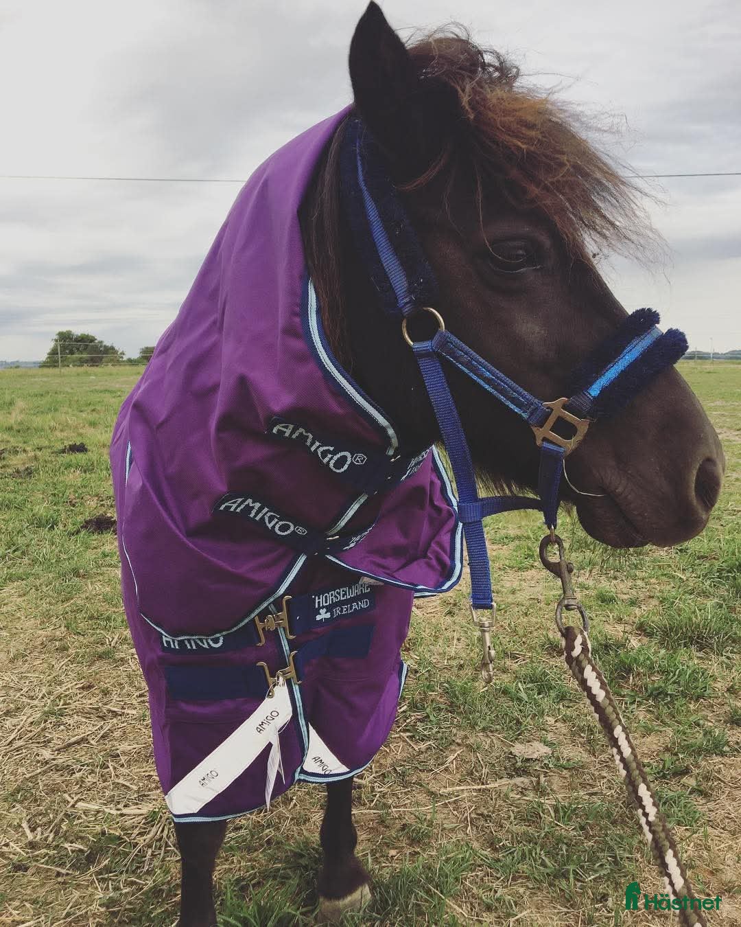  hästar Intressekoll - Annons 16