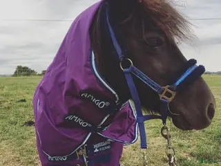 hästar Intressekoll - Annons 16