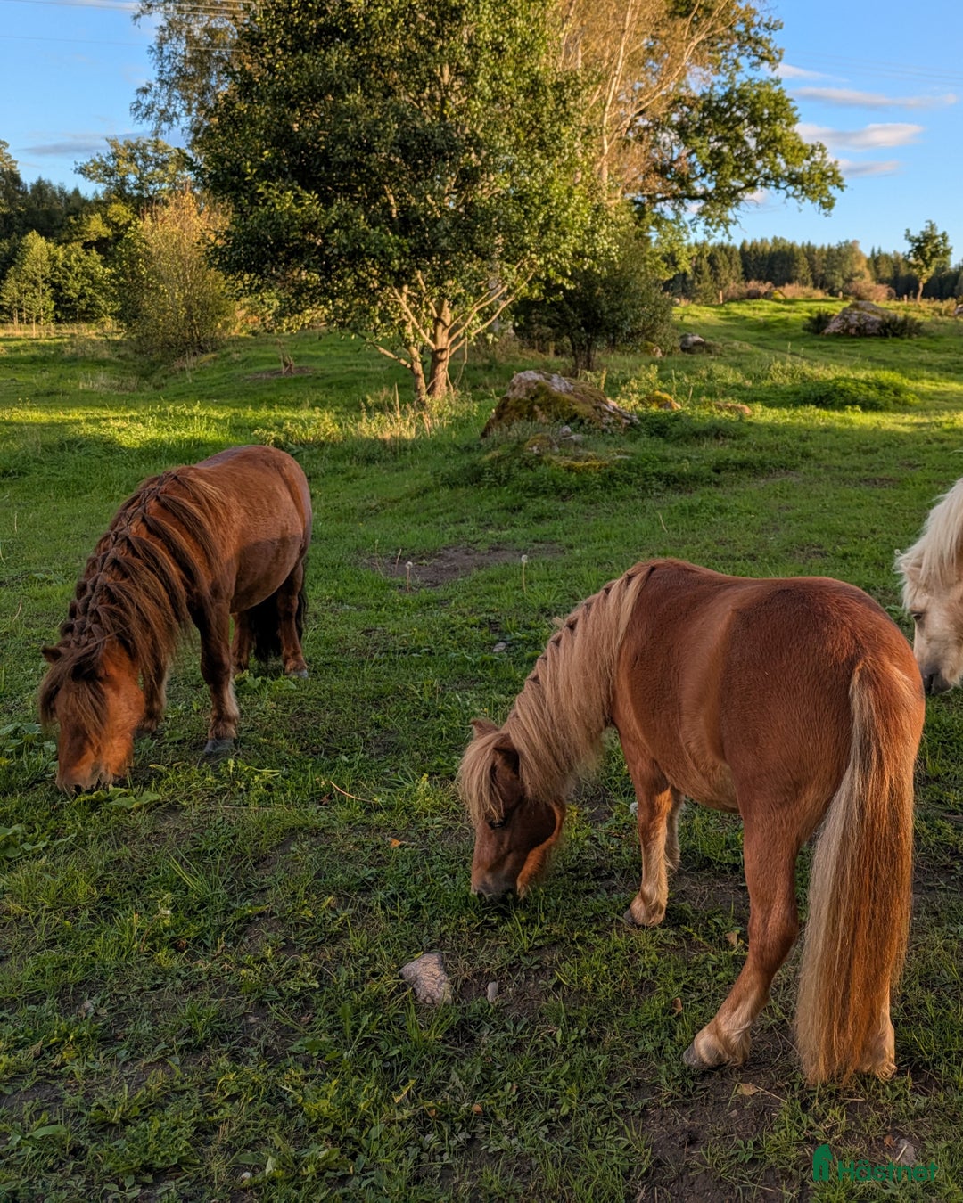 Allround hästar till salu: Ridet och kört sto+unghingstar  i Katrineholm - Annons 4