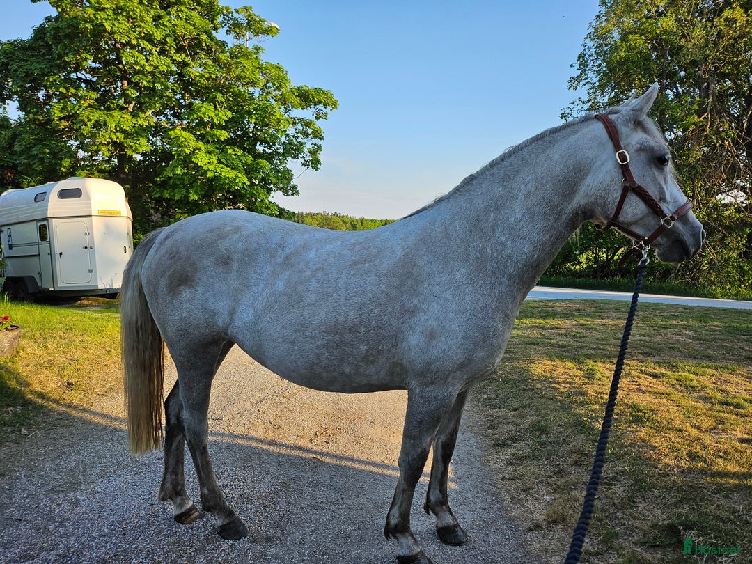 Allround hästar till salu: Charmigt sto söker nytt hem i Norrköping - Annons 4