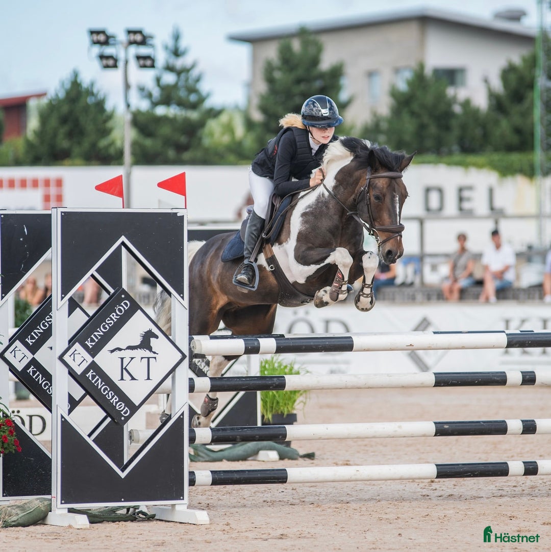 Hoppning hästar till salu: Drömponny för de största klasserna⭐️ i Enköping - Annons 1