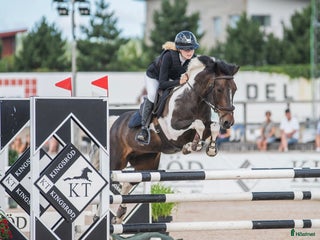 hästar Drömponny för de största klasserna⭐️ i Enköping - Annons 2