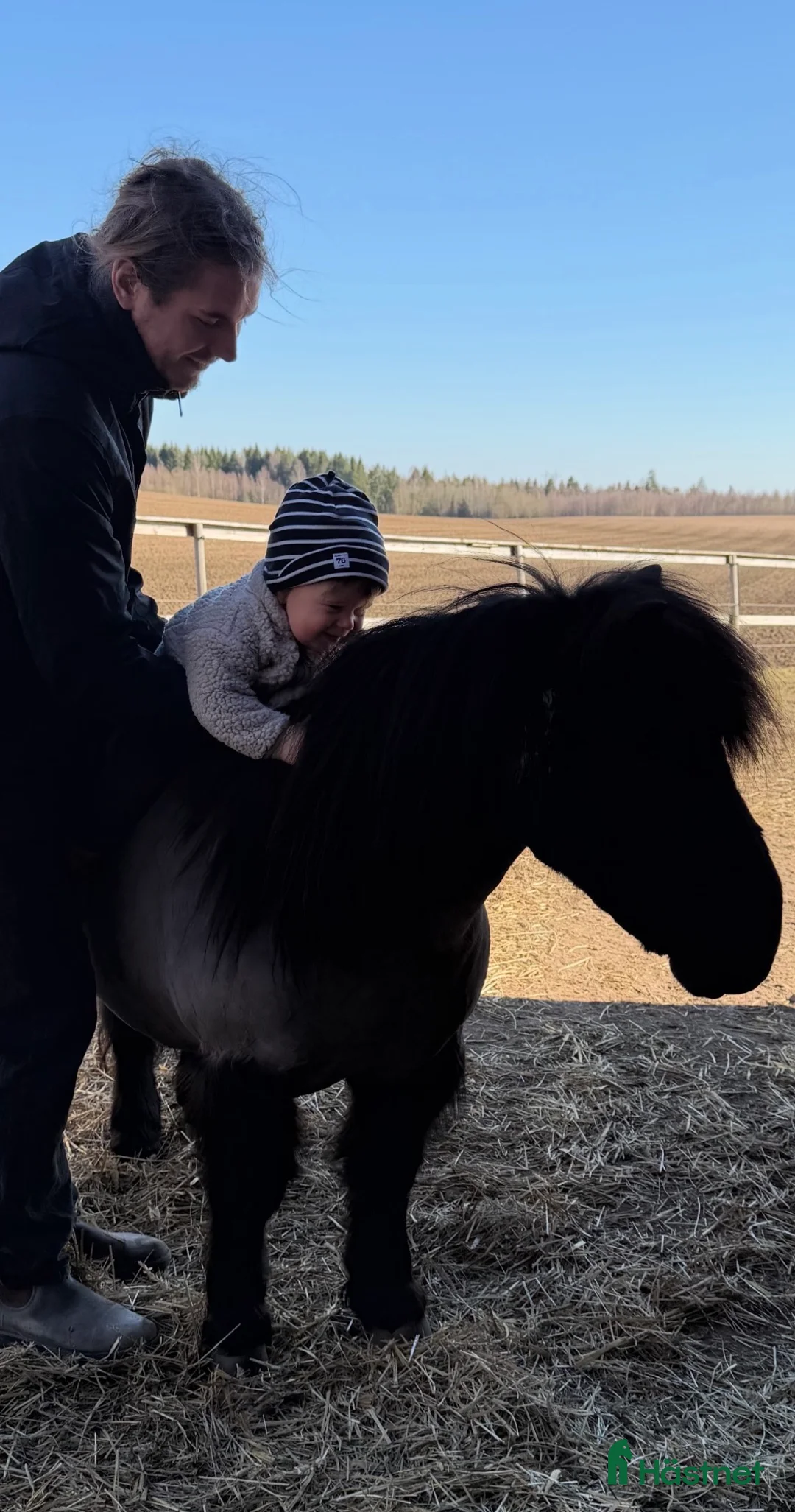 Sällskap hästar sökes: Söker sällskapsponny  - Annons 1
