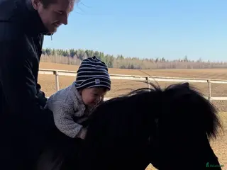 hästar Söker sällskapsponny - Annons 4