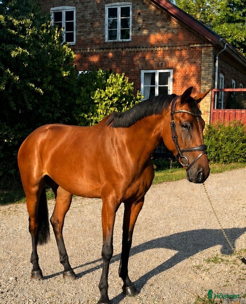  hästar Framtida stjärna! - Annons 1