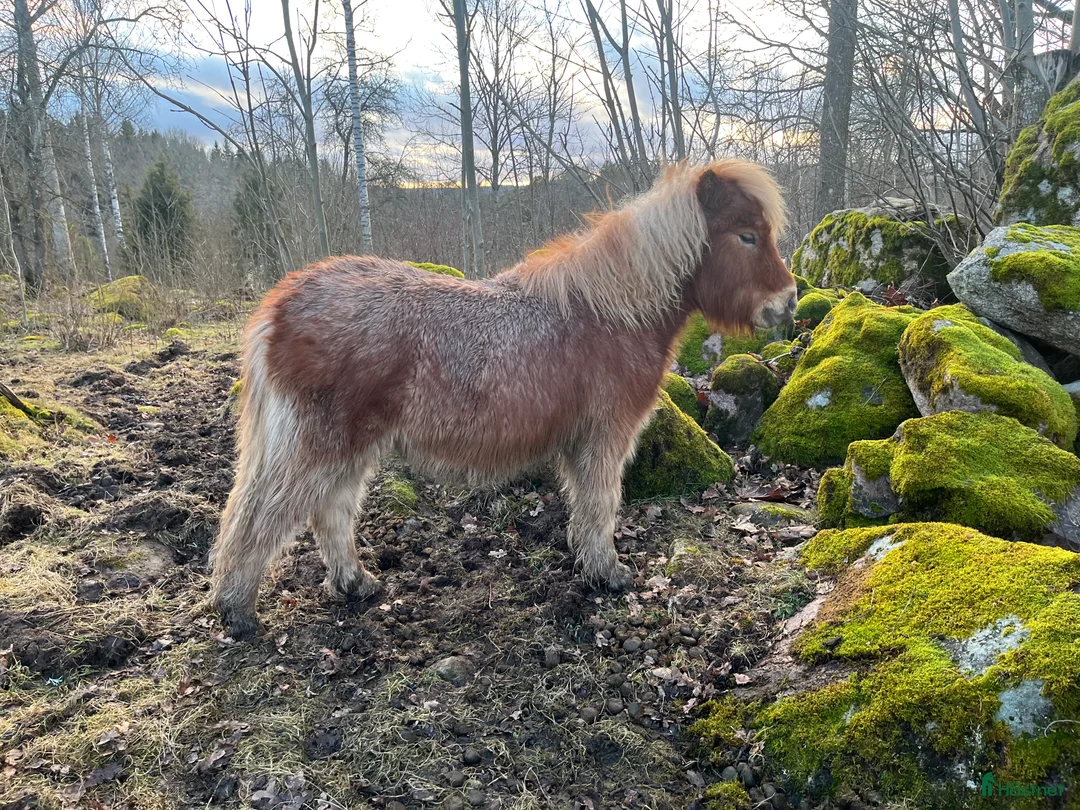 Allround hästar till salu: Lovande unghingst - Annons 3