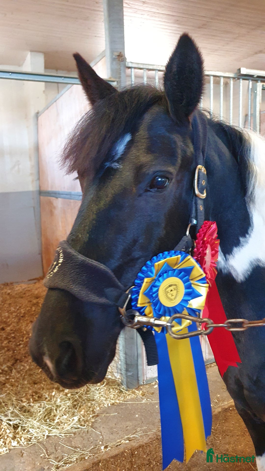 Hoppning hästar till salu: Stjärna till salu ⭐  i Kungsbacka - Annons 2