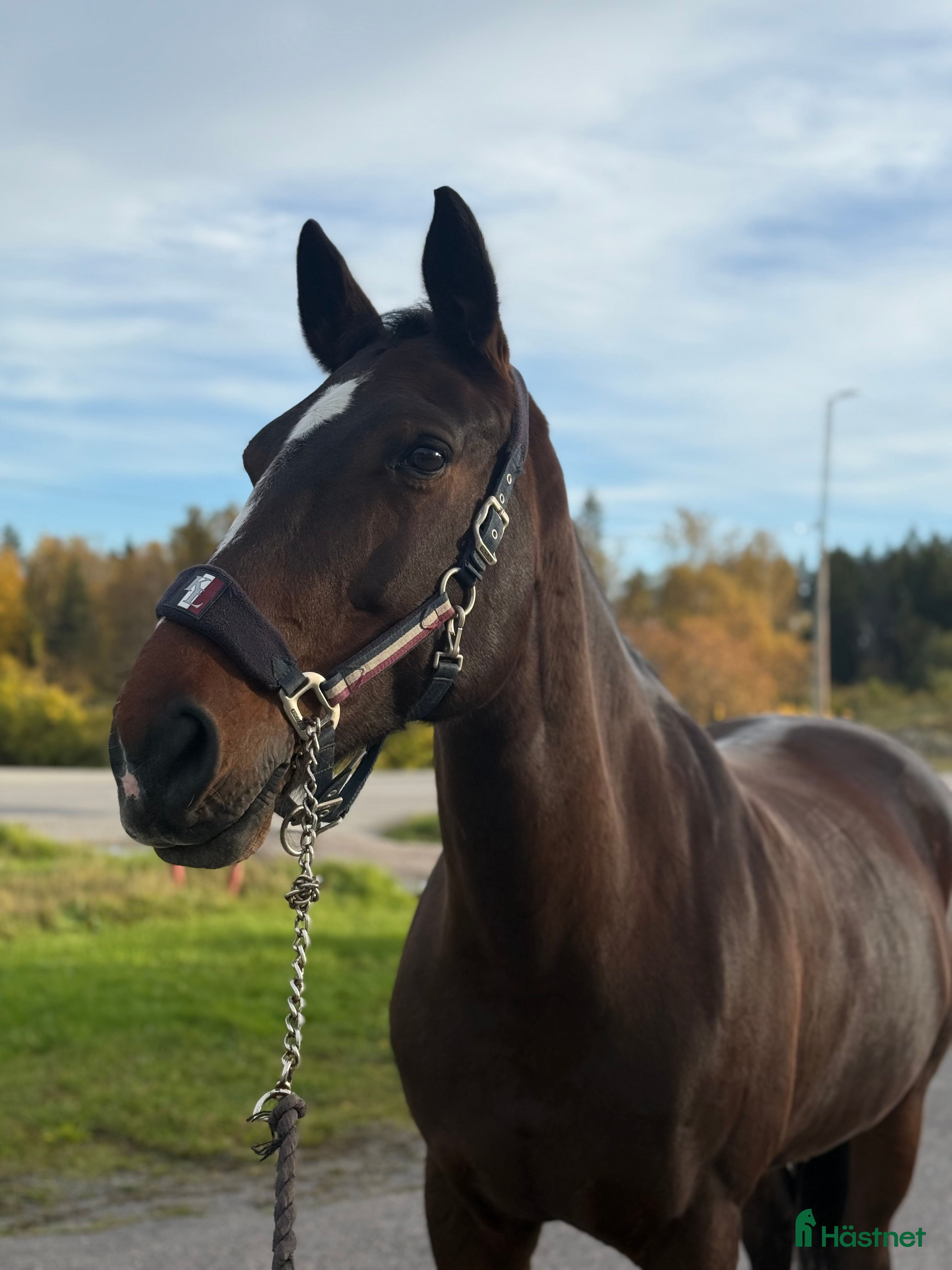  hästar Världens snällaste läromästare! - Annons 4