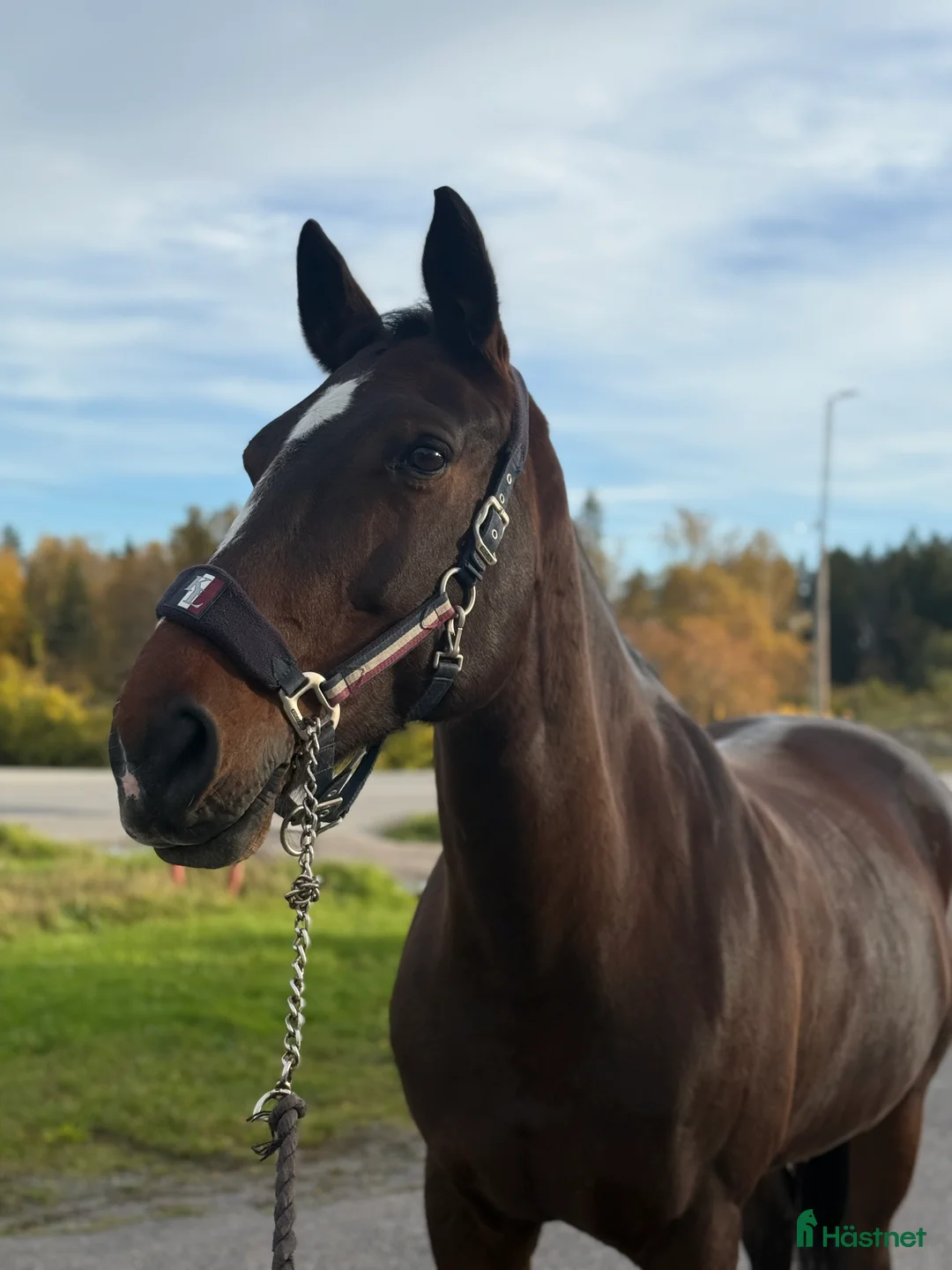 Allround hästar till salu: Världens snällaste läromästare! - Annons 1