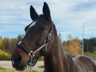 hästar Världens snällaste läromästare! - Annons 4