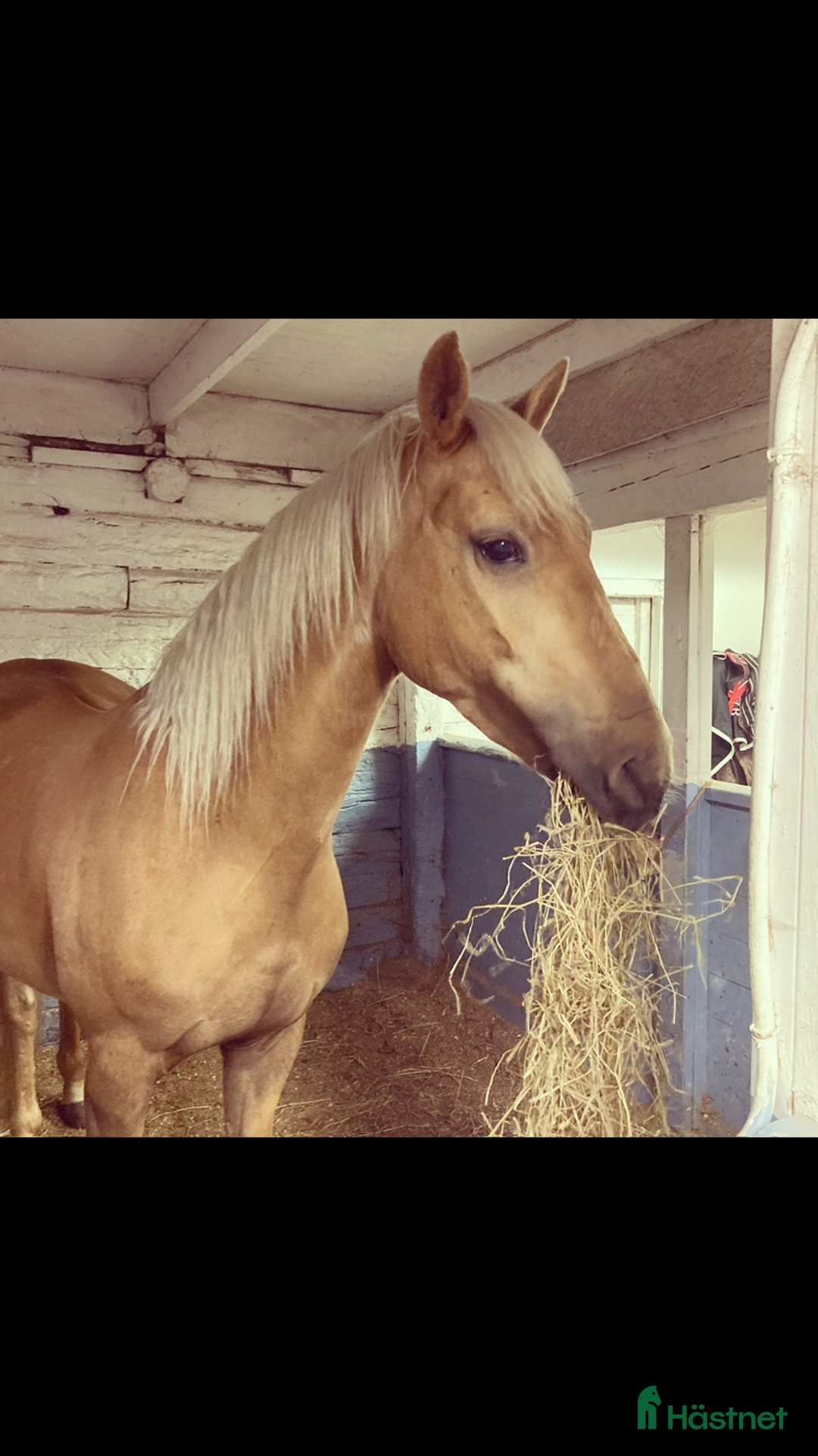 Allround hästar till salu: Gyllene Morganvalack i Vallda - Annons 2