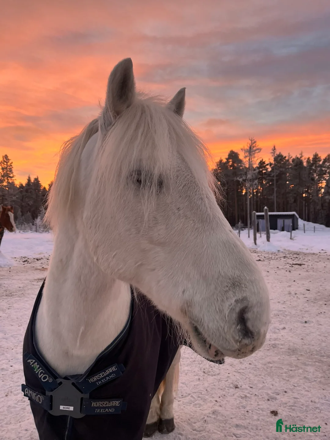 Allround hästar till salu: Bore – Personlig D-ponny - Annons 2