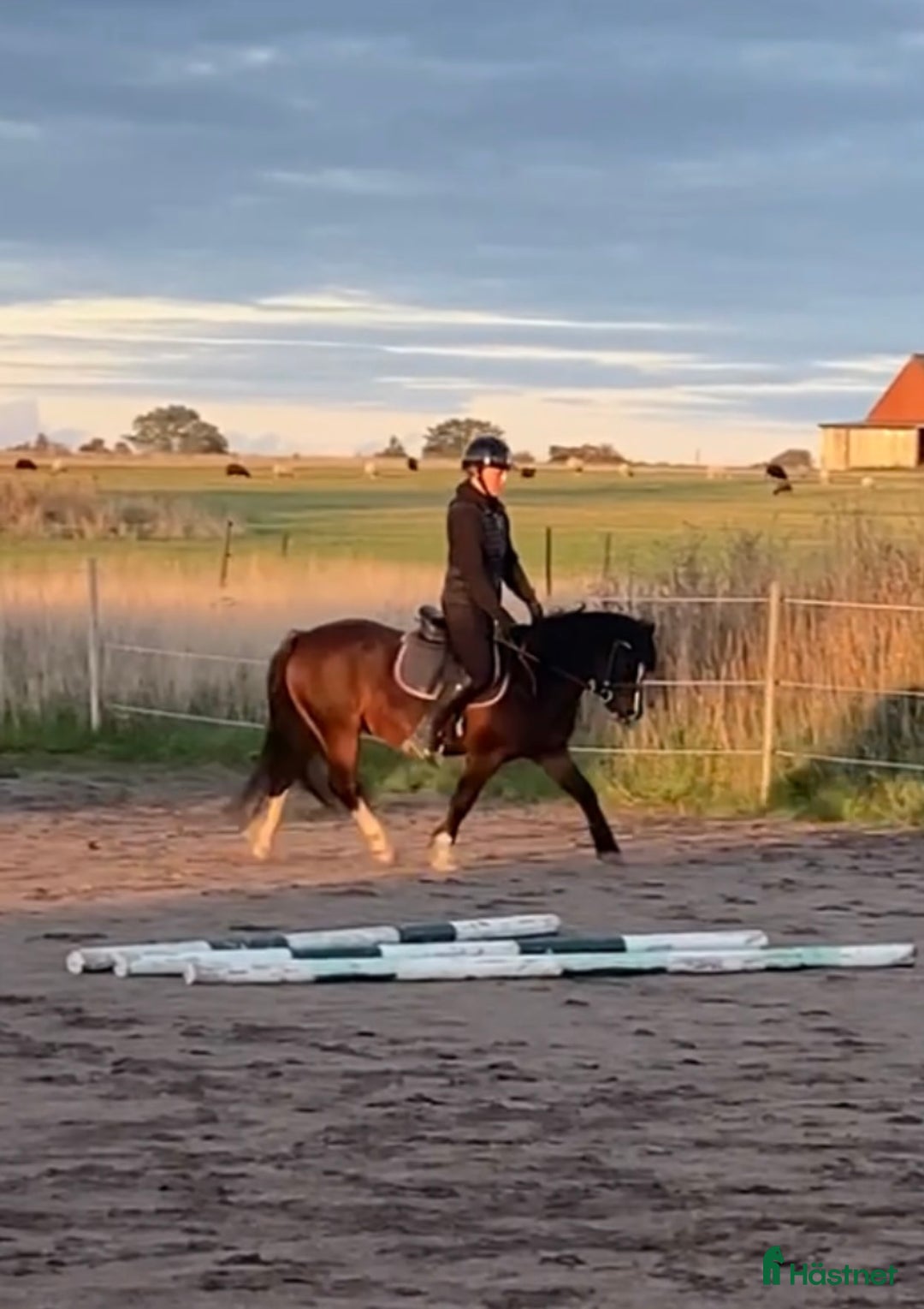 Allround hästar till salu: Snäll kille med utstrålning!  i Vallåkra - Annons 5