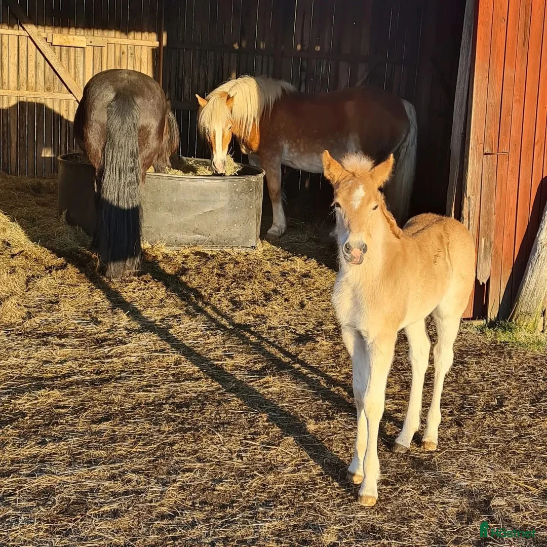 Allround hästar till salu: Fantastisk tjej att forma själv  i Bälinge - Annons 11