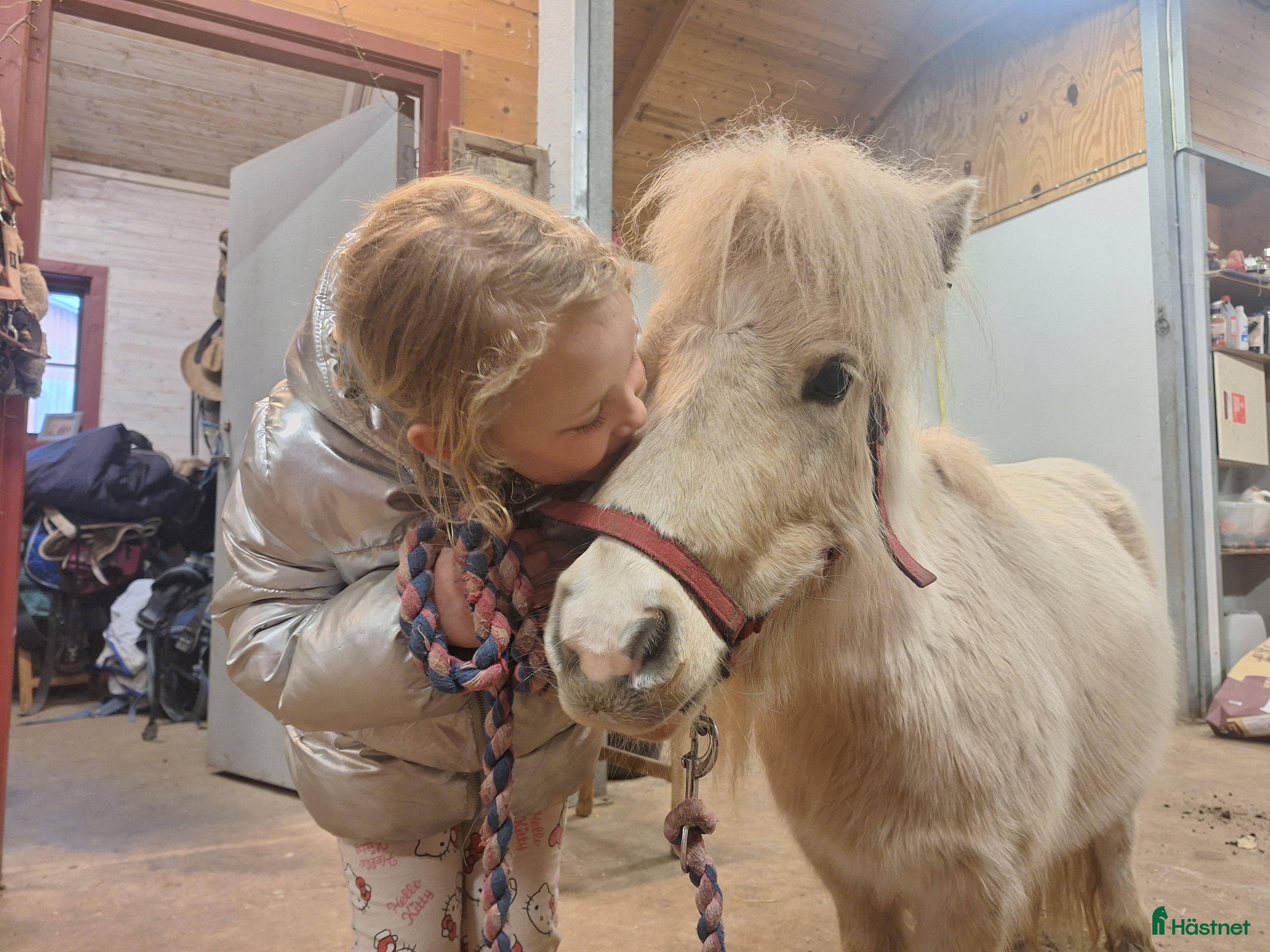  hästar Intressekoll ministo - Annons 1