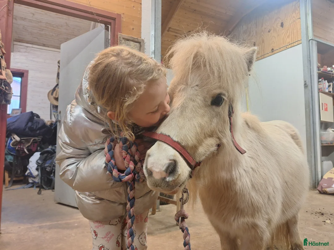 Sällskap hästar till salu: Intressekoll ministo i Falköping - Annons 1