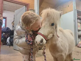 hästar Intressekoll ministo - Annons 1