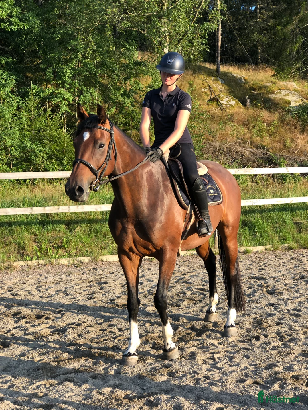 Avelshästar hästar till salu: Swb sto 10 år med Casall, Cardento och fullblod!  - Annons 2