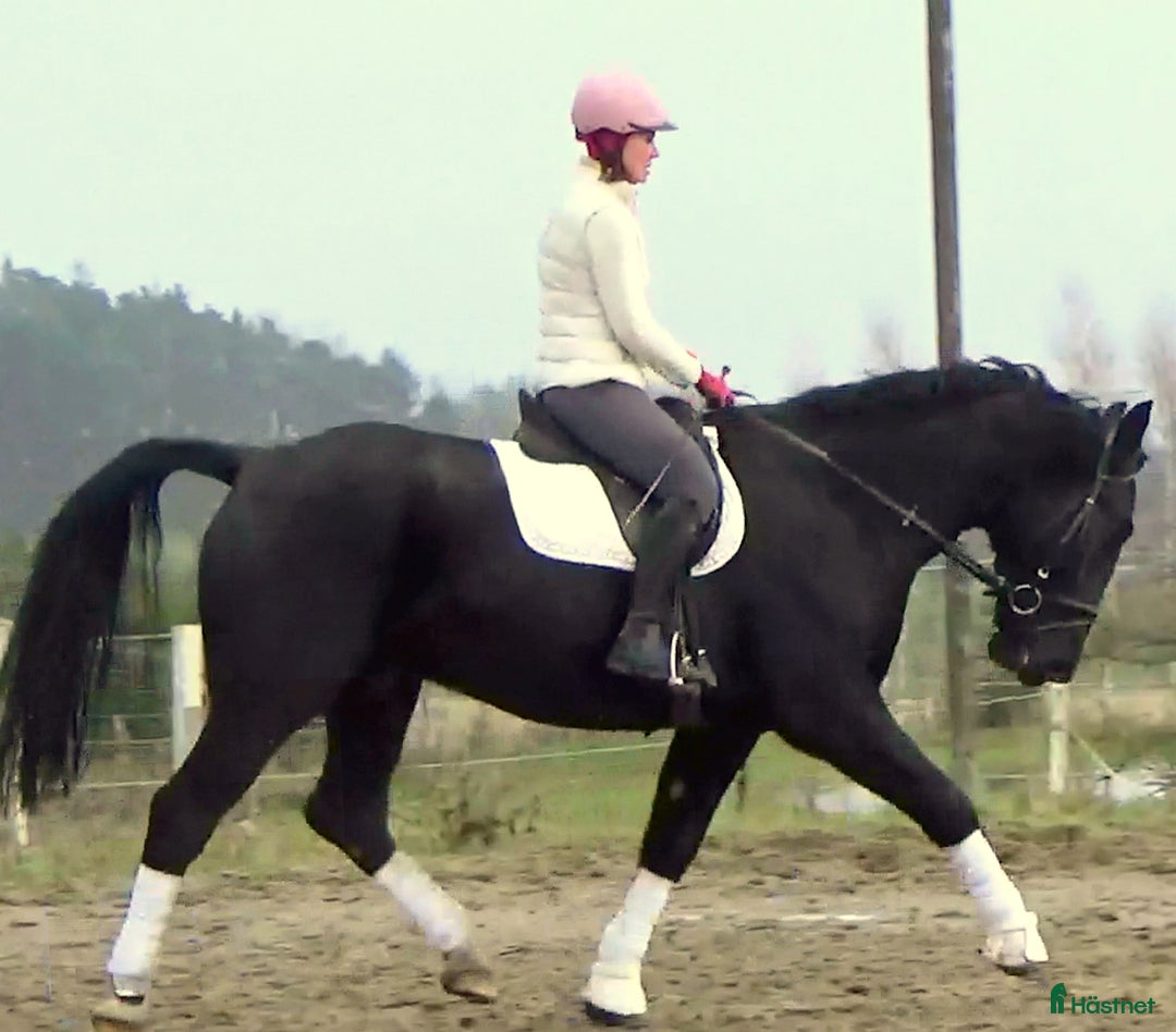 Allround hästar till salu: Fantastic Silesian horse for Christmas time i Örsundsbro - Annons 14