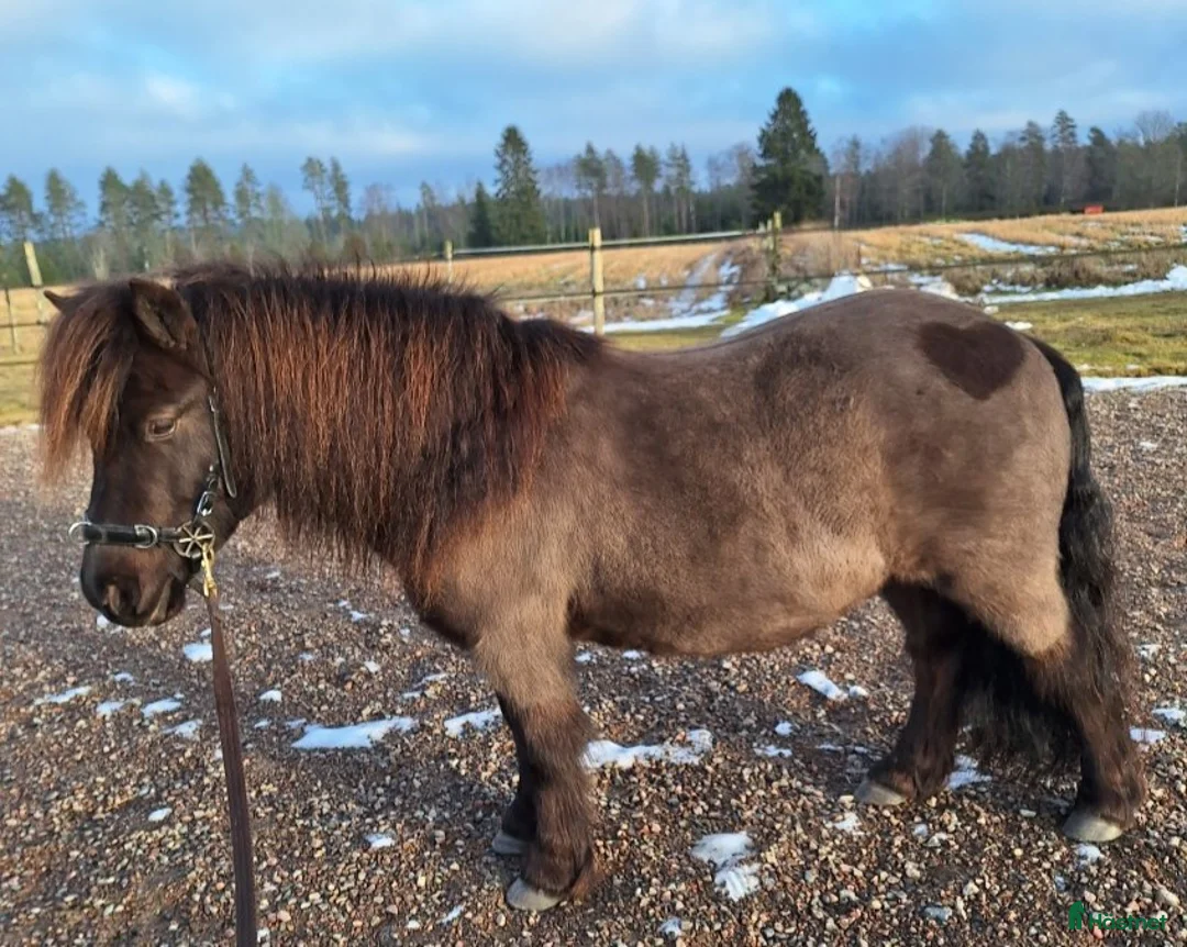 Allround hästar till salu: Charmig allroundshettis i Älgarås - Annons 4