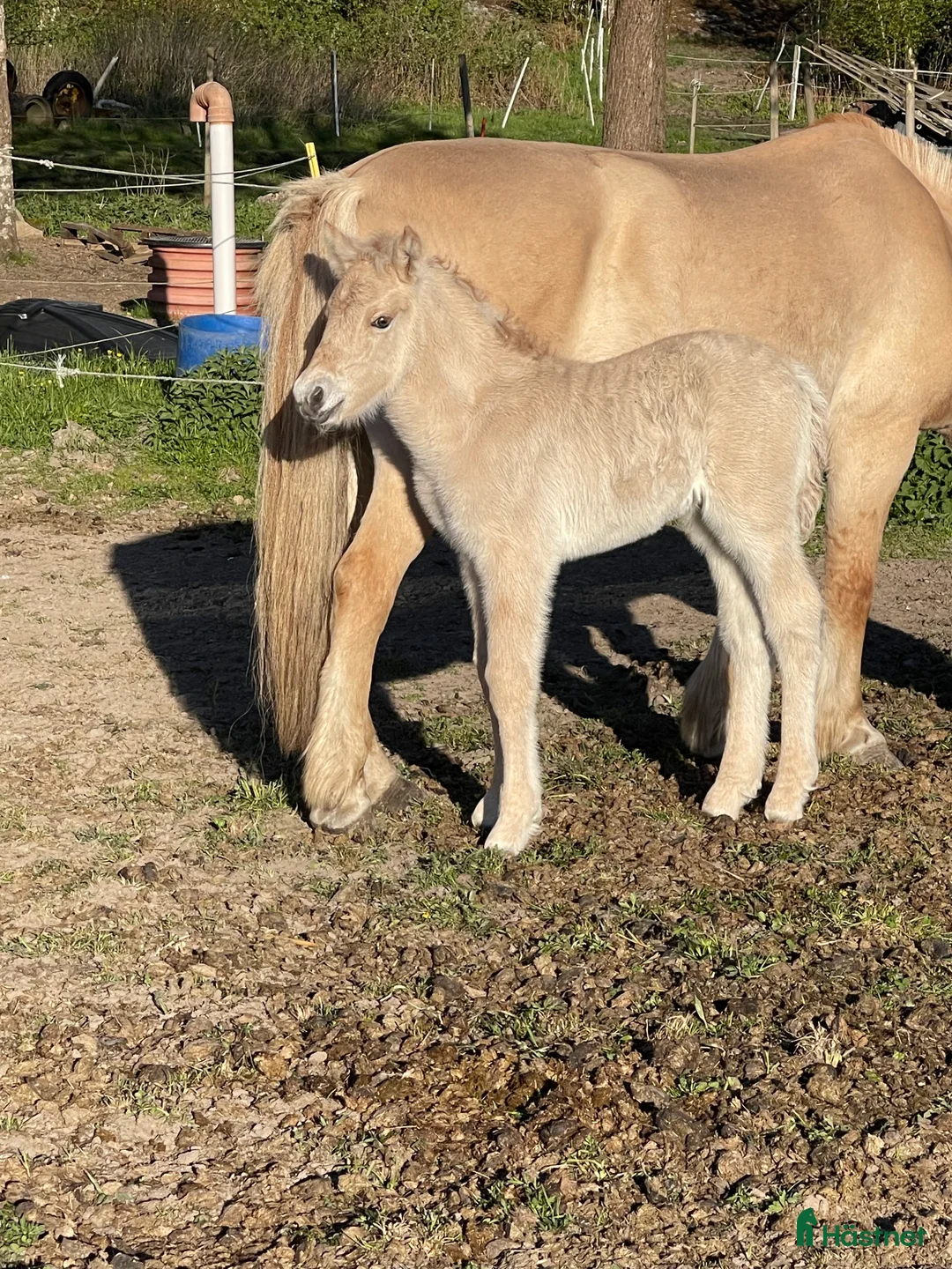 Allround hästar till salu: Rödblackt stoföl född 2 maj  i Trollhättan - Annons 3