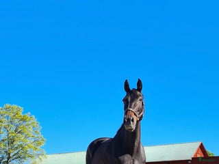 avel För avel eller promenadhäst i Grödinge - Annons 1