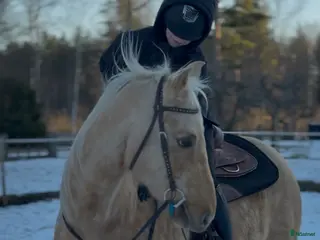 hästjobb Söker hästjobb! - Annons 4