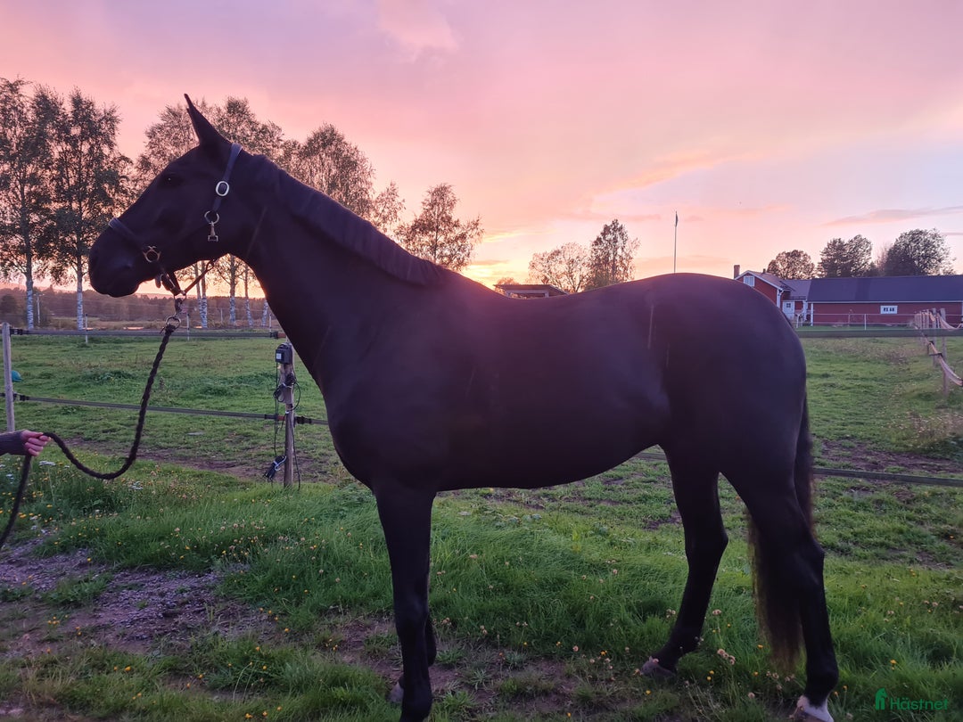 Dressyr hästar till salu: Mycket trevlig valack  i Malung - Annons 1
